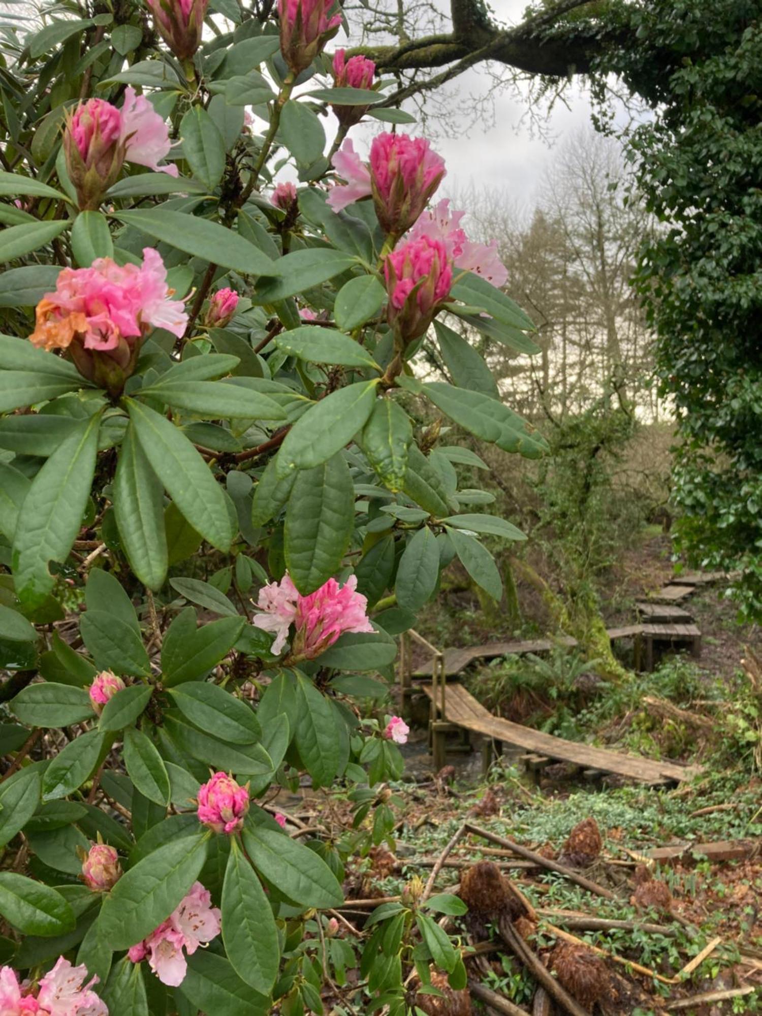 Hollyhocks Holiday Home- 2 Bedroomed Ground Floor Apartment Sleeps 5 Ivybridge Eksteriør billede